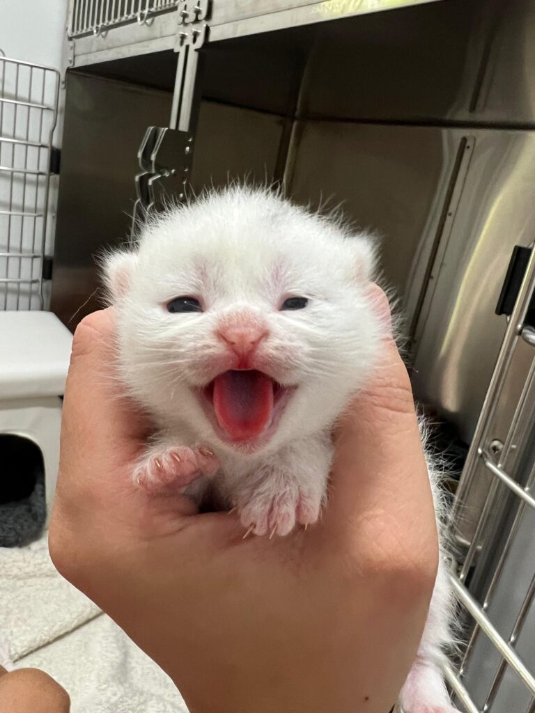Qualzucht-Kitten 3 ©OeTV