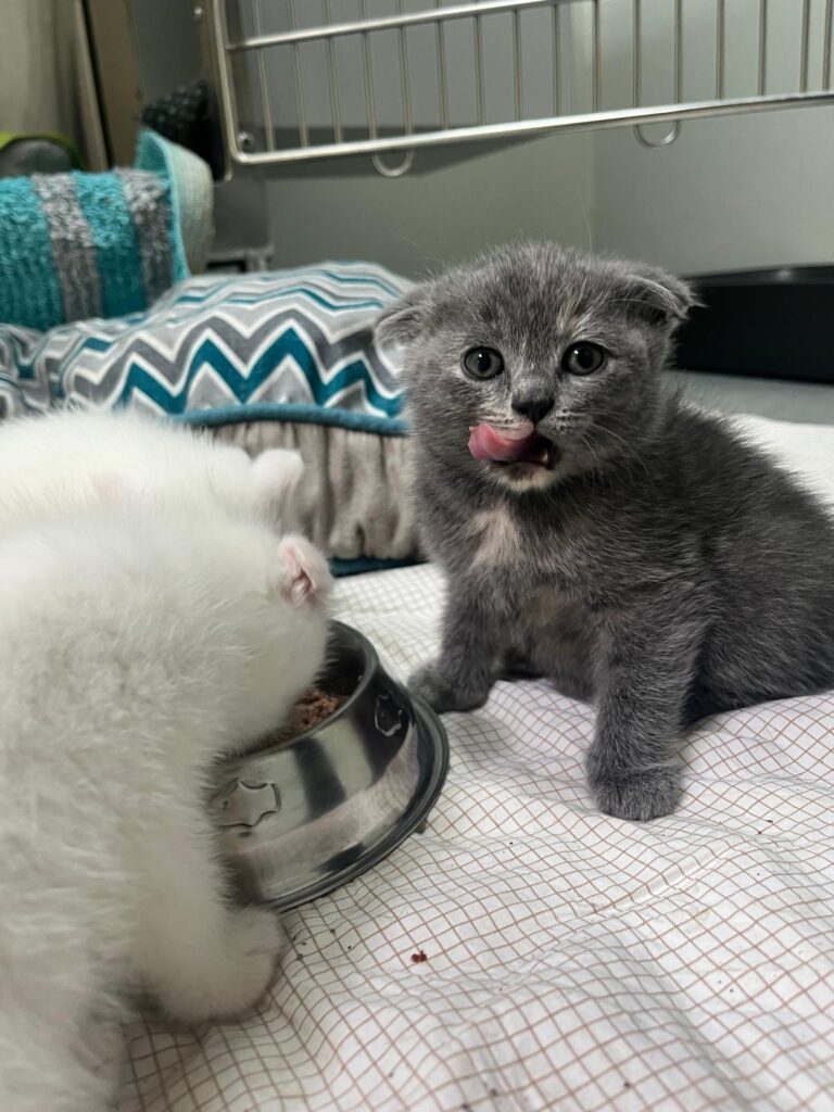 Faltohr-Kitten beim Fressen ©OeTV