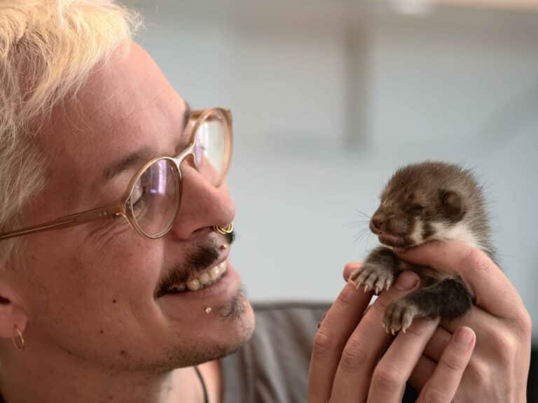 Österreichischer Tierschutzverein - Anlassspende: Alfred Kofler mit einem Steinmarderbaby