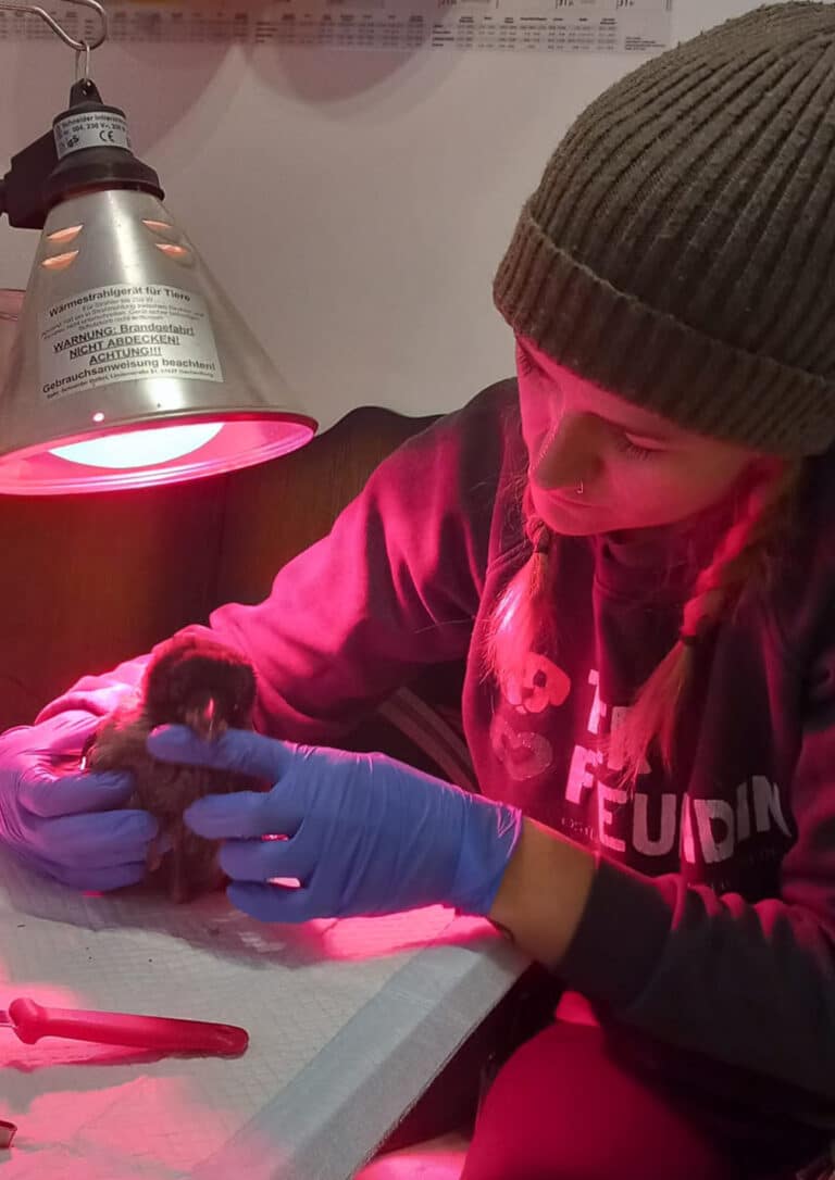 Österreichischer Tierschutzverein Spendenkampagnen: Wildtierstation