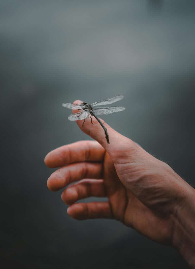 Libelle 1 © pexels-josh-hild