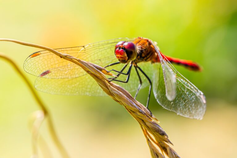 Libelle - pexels-erik-karits