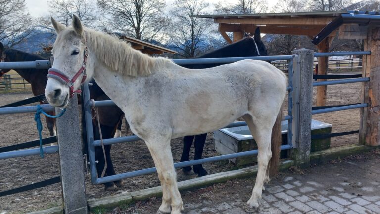 Lilifee sauber © Österreichischer Tierschutzverein