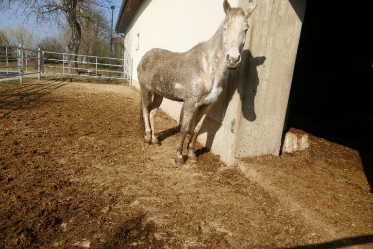 Lillifee verdreckt © Oesterreichischer Tierschutzverein