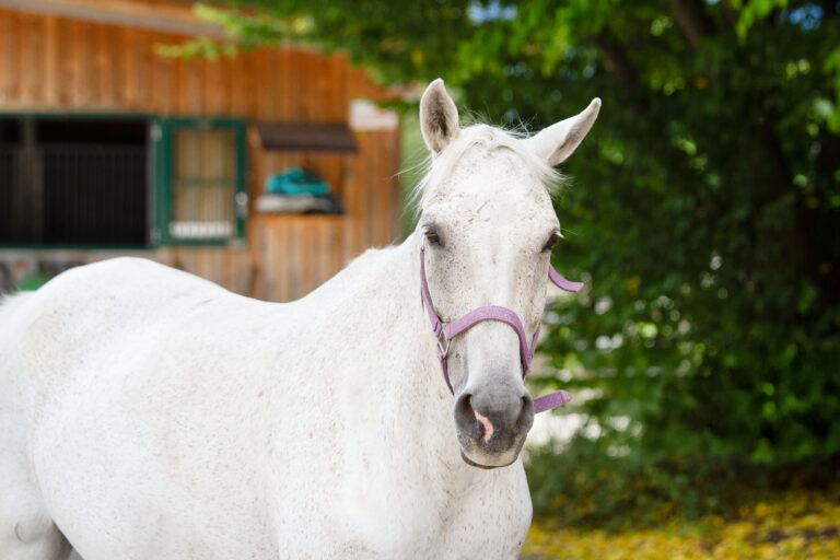 Lillifee topfit © Österreichischer Tierschutzverein