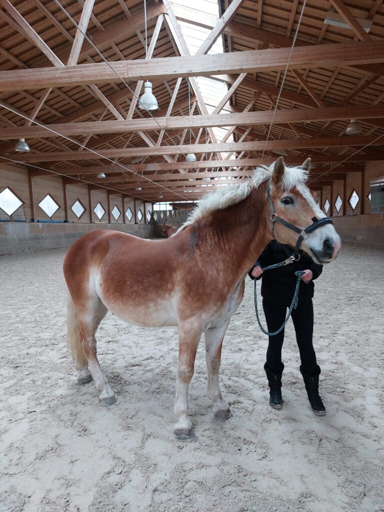 Haflinger Lino ©ÖTV