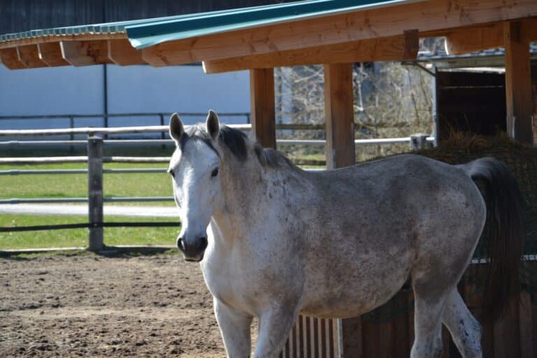 Lipizzaner Milord ©OeTV