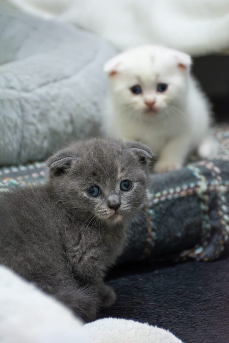 Österreichischer Tierschutzverein-Spendenkampagne: Katzen in Not brauchen Hilfe