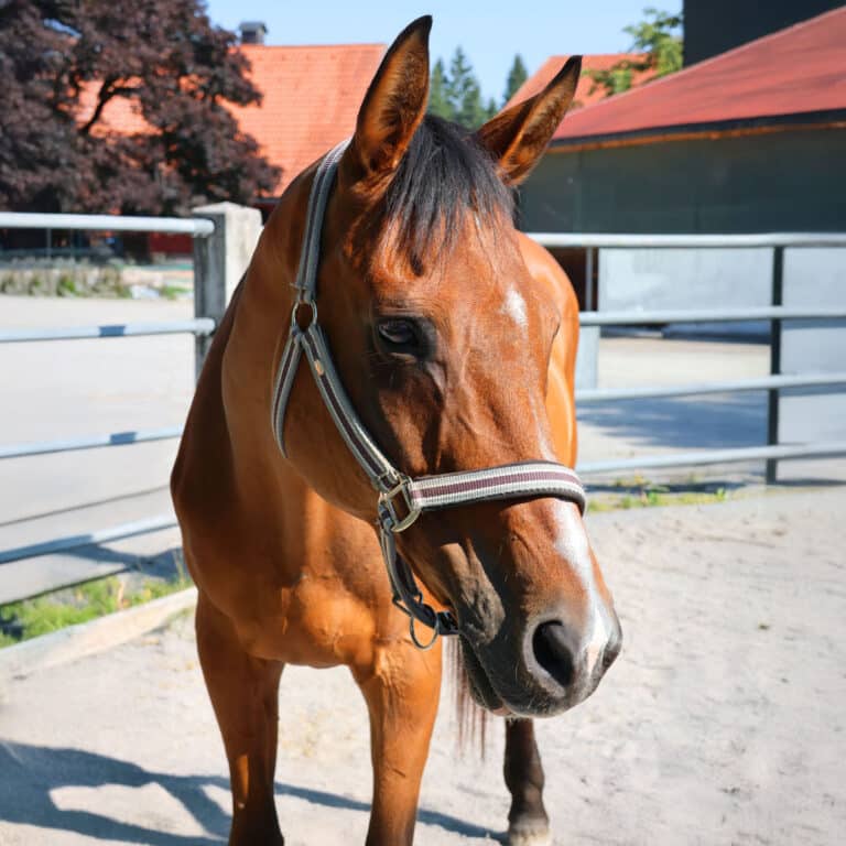 Österreichischer Tierschutzverein - Spendenkampagne: Neue Hoffnung für Covergirl