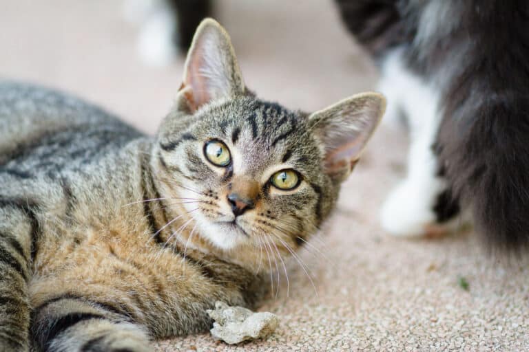 Österreichischer Tierschutzverein-Tierschutzwissen: Ataxie bei Katzen