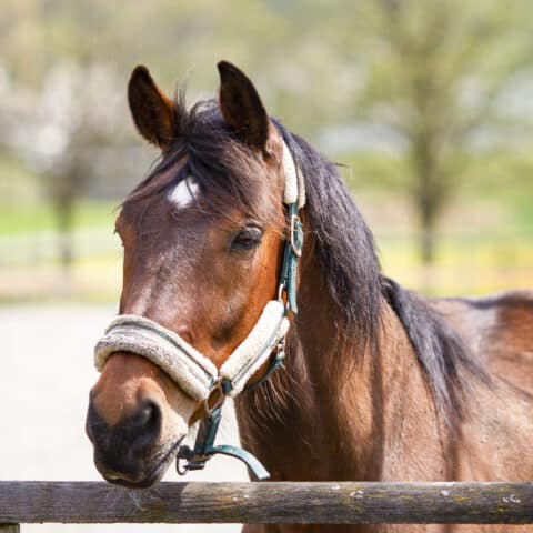 Österreichischer Tierschutzverein-Tiervermittlung: Der liebenswerte Luxi