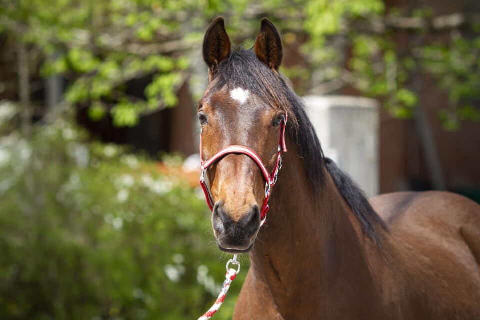 Österreichischer Tierschutzverein-Tiervermittlung: Der liebenswerte Luxi