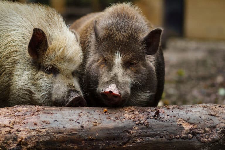 Österreichischer Tierschutzverein - Tierpatenschaft: Siggi und Eberhard