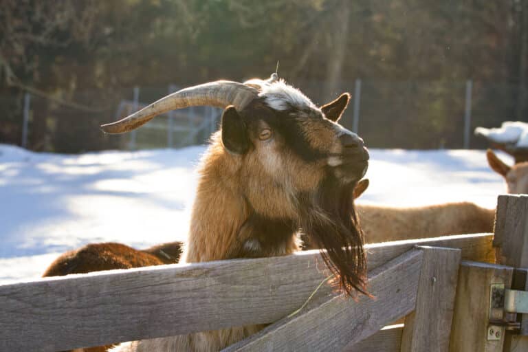 Österreichischer Tierschutzverein - Weihnachtsaktion