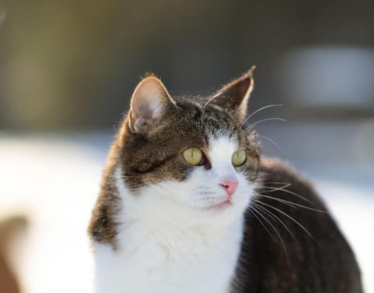 Österreichischer Tierschutzverein-Adventgewinnspiel: viertes Türchen