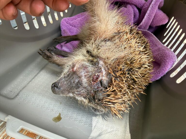 Igel: Mähroboter-Opfer © Österreichischer Tierschutzverein
