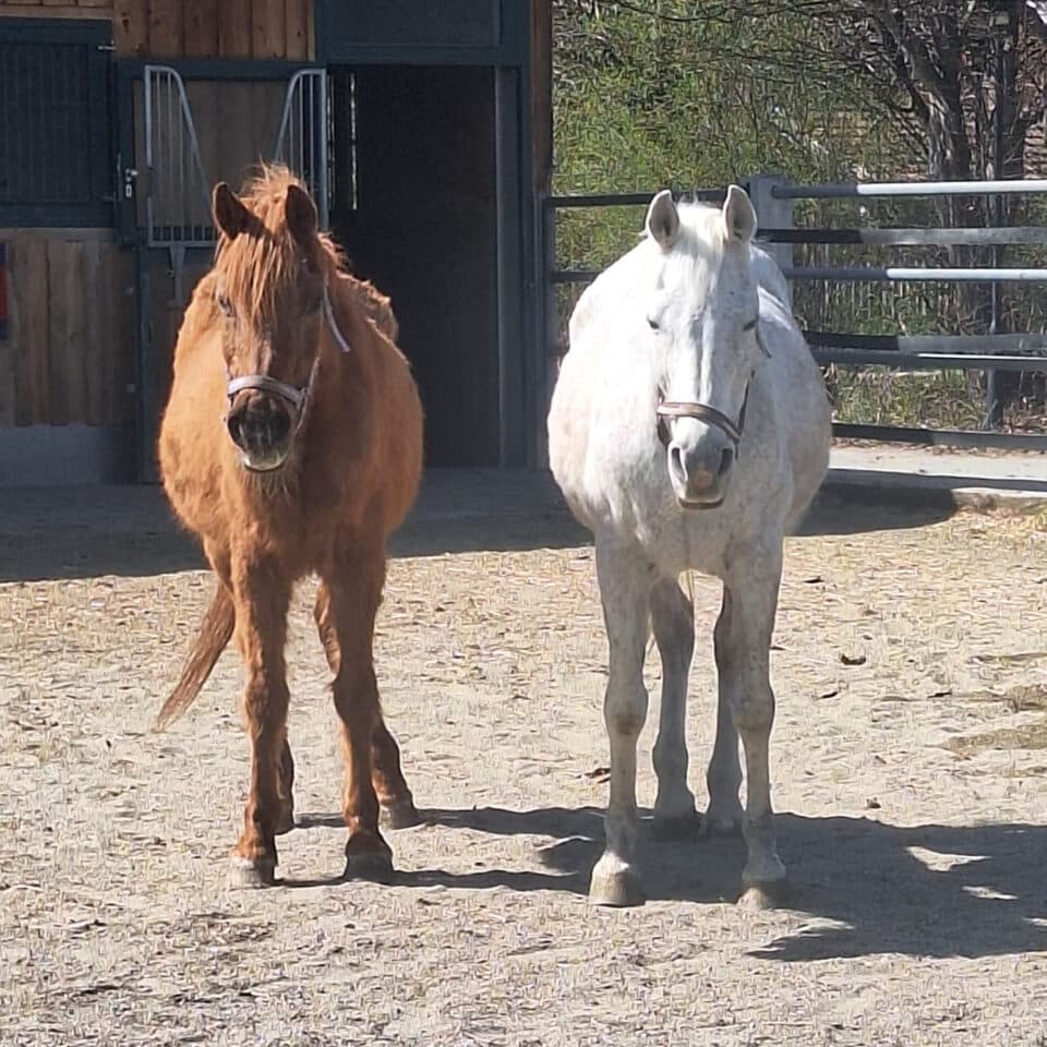 Österreichischer Tierschutzverein - in Betreuung: Marana und Valewska