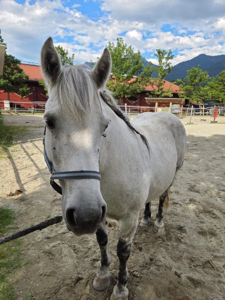 Mariposa nahe Idealgewicht © OeTV