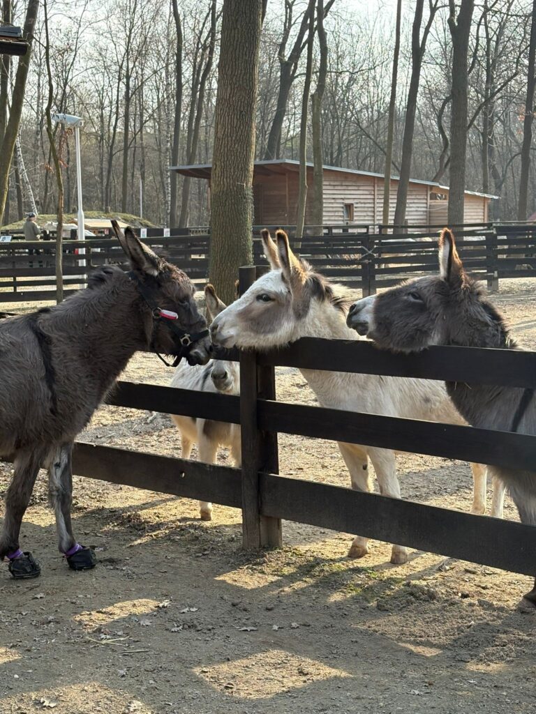 Mary Wiedersehen am Assisi-hof © Österreichischer Tierschutzverein