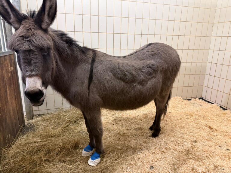Mary in der Vedtmed © Österreichischer Tierschutzverein