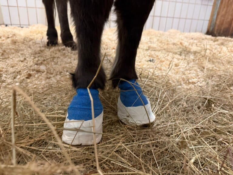 Marys behandelte Hufe © Österreichischer Tierschutzverein