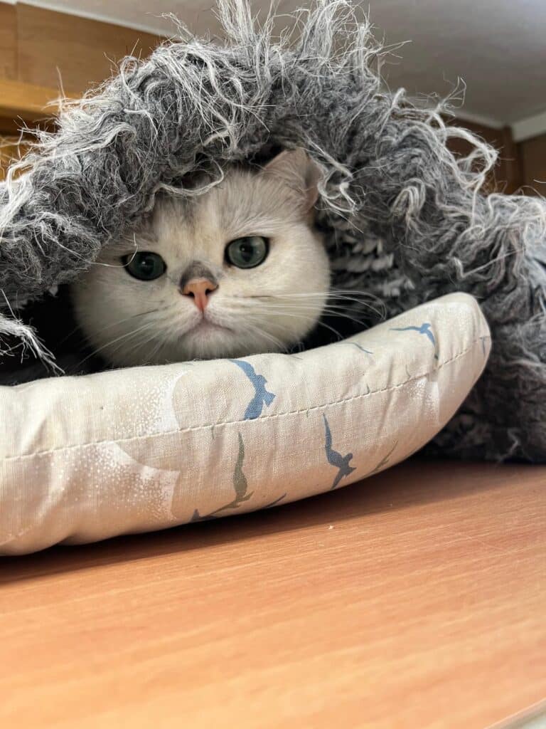 Katze Medo ©OeTV