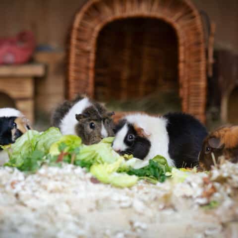 Österreichischer Tierschutzverein- Tiervermittlung: Die aufgeweckte Meerschweinchenbande