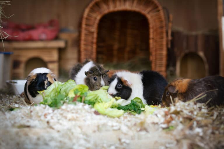 Österreichischer Tierschutzverein- Tiervermittlung: Die aufgeweckte Meerschweinchenbande