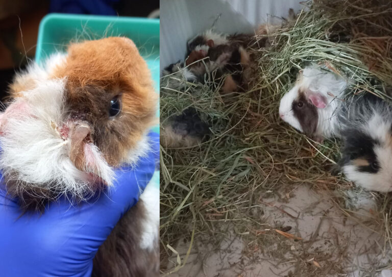 Österreichischer Tierschutzverein-Notfellchen: Meerschweinchen