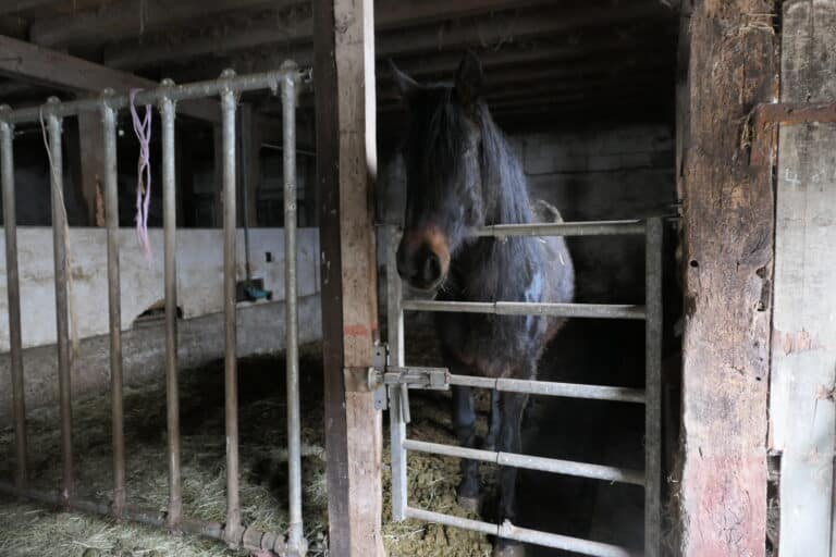Stute Merida © Österreichischer Tierschutzverein
