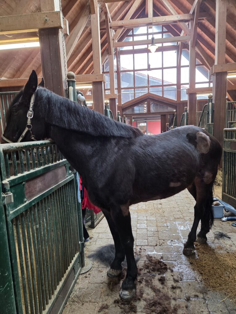 Merida gereinigt © Österreichischer Tierschutzverein