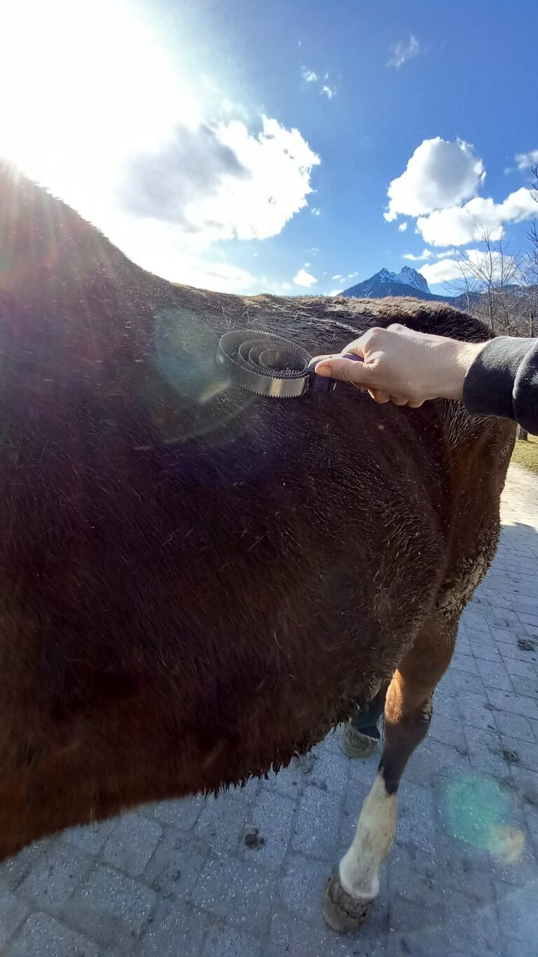 Reinigung mit Metalstriegel © Österreichischer Tierschutzverein