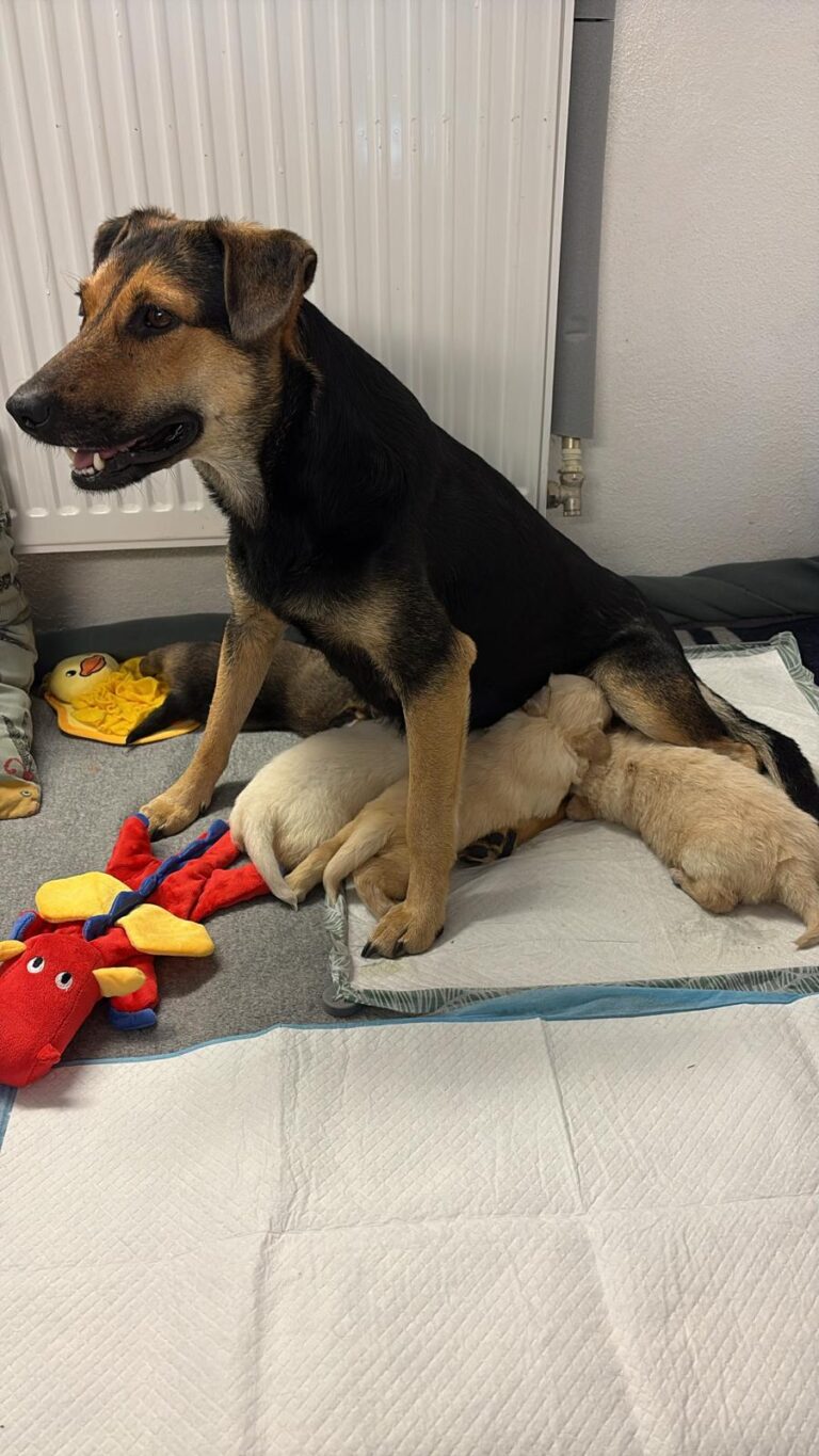 Mila mit Welpen 1 ©ÖTV