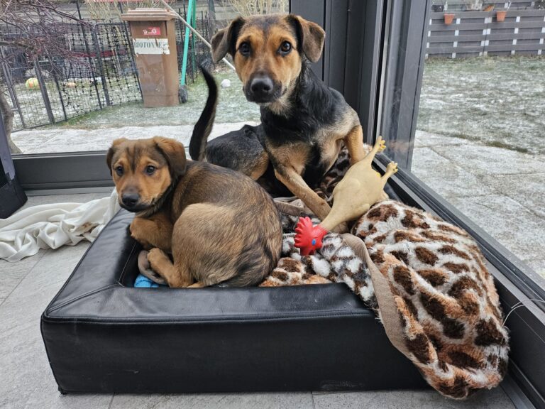 Mila und Welpe ©OeTV