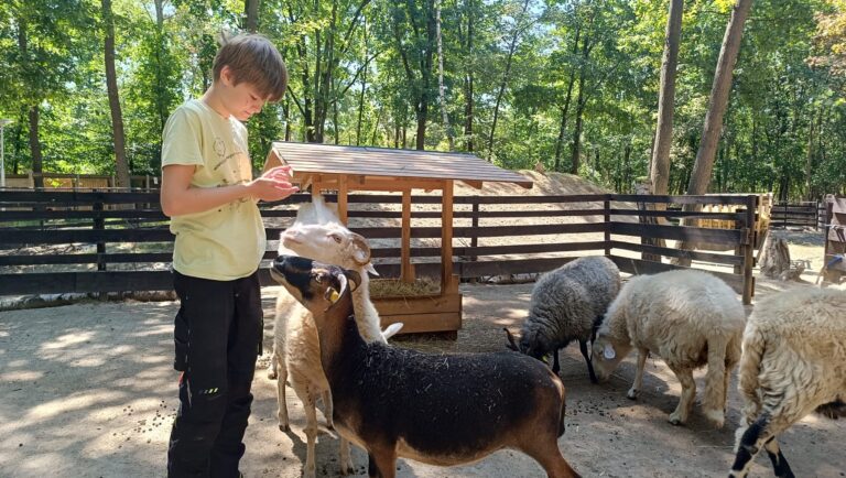 Mit Schafen © Österreichischer Tierschutzverein