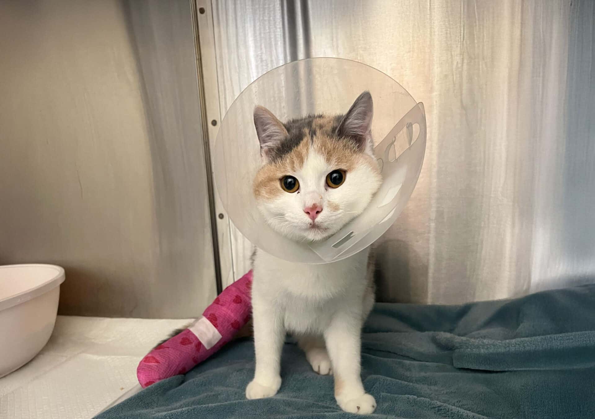 Katze Mona © Österreichischer Tierschutzvereine