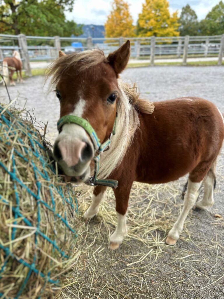 Monty-Minipony