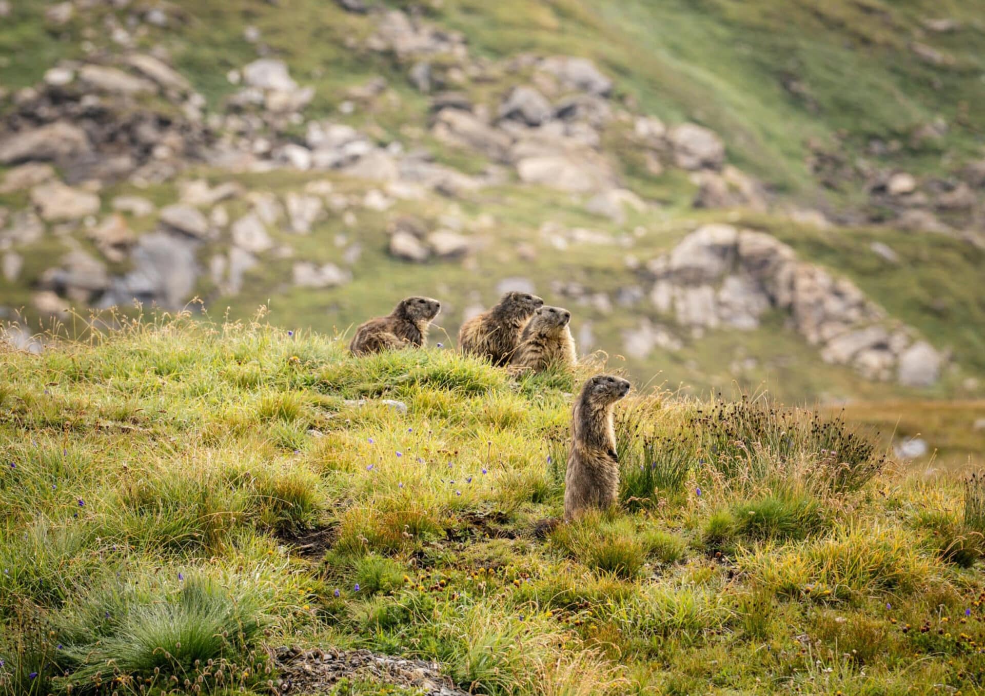 Österreichischer Tierschutzverein Murmeltier1 Österreichischer Tierschutzverein