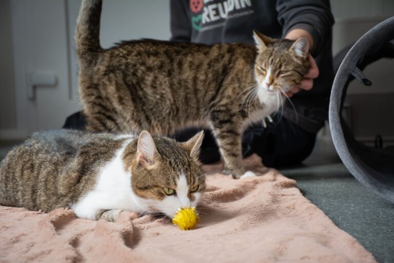 Mya und Lilli ©OeTV