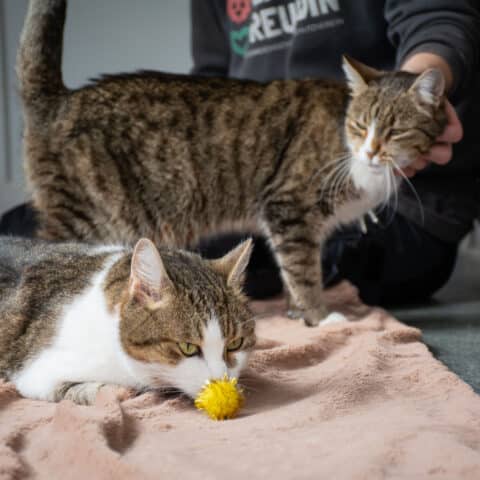 Österreichischer Tierschutzverein-Tiervermittlung: Die herzigen Geschwisterkinder Lilli und Mya