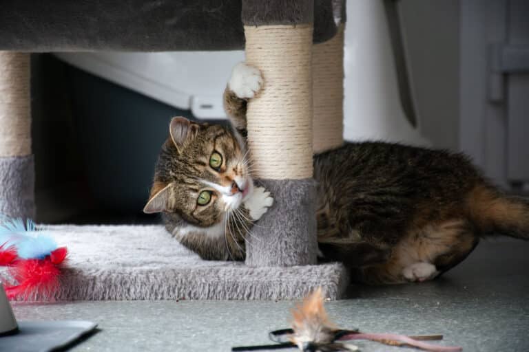 Österreichischer Tierschutzverein-Tiervermittlung: Die herzigen Geschwisterkinder Lilli und Mya