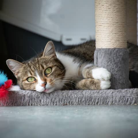 Österreichischer Tierschutzverein-Tiervermittlung: Die herzigen Geschwisterkinder Lilli und Mya