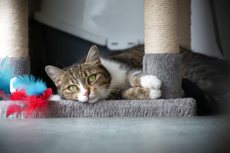 Österreichischer Tierschutzverein-Tiervermittlung: Die herzigen Geschwisterkinder Lilli und Mya