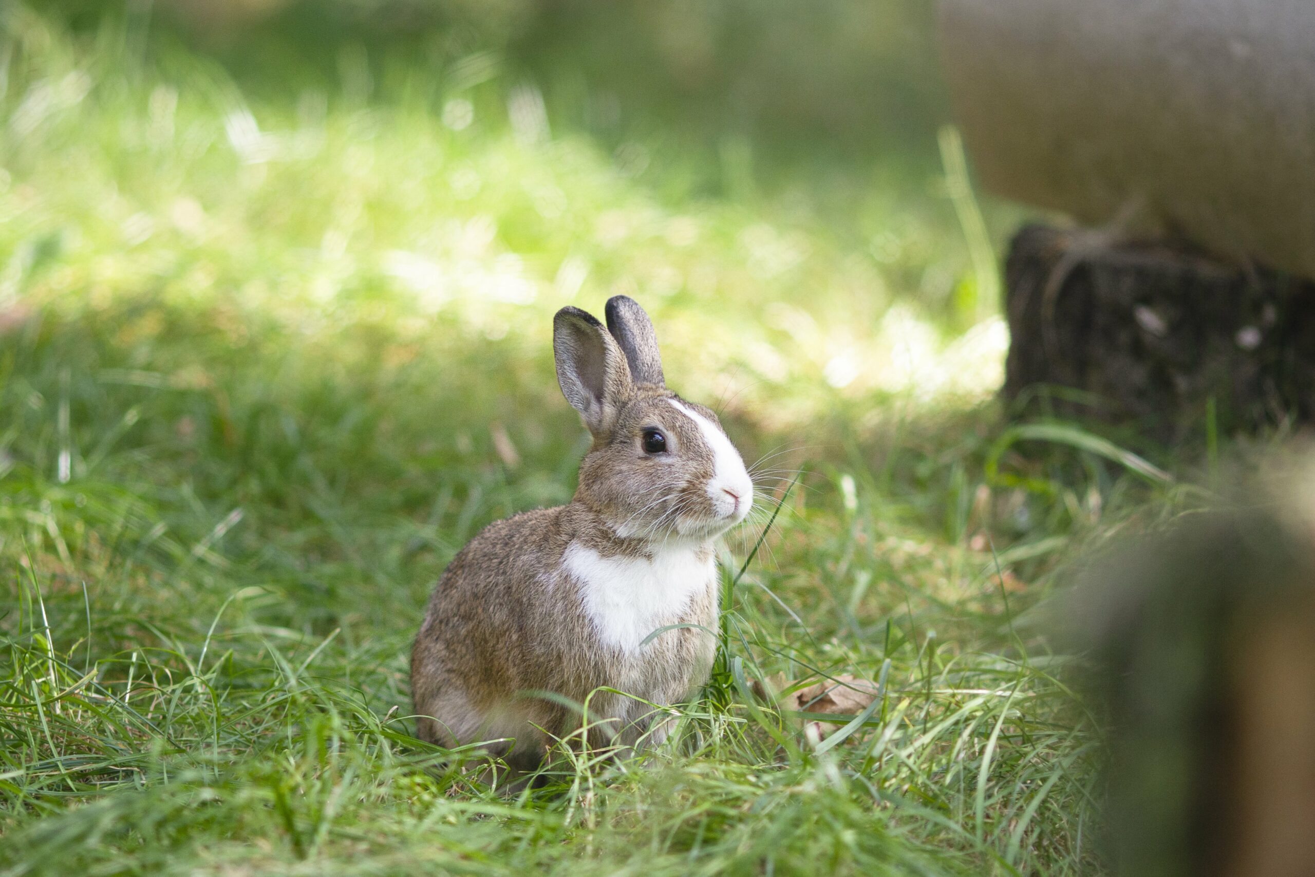 Österreichischer Tierschutzverein: Fundraising - Die Kaninchen sagen DANKE