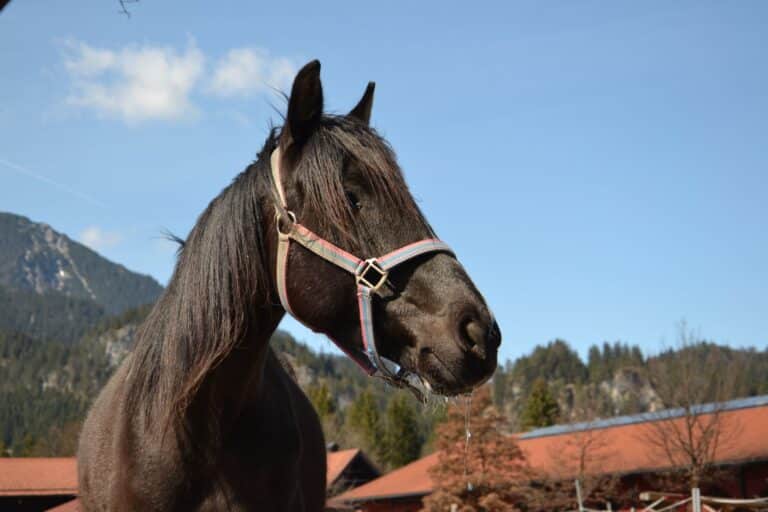 Österreichisches Warmblut Rositta 1