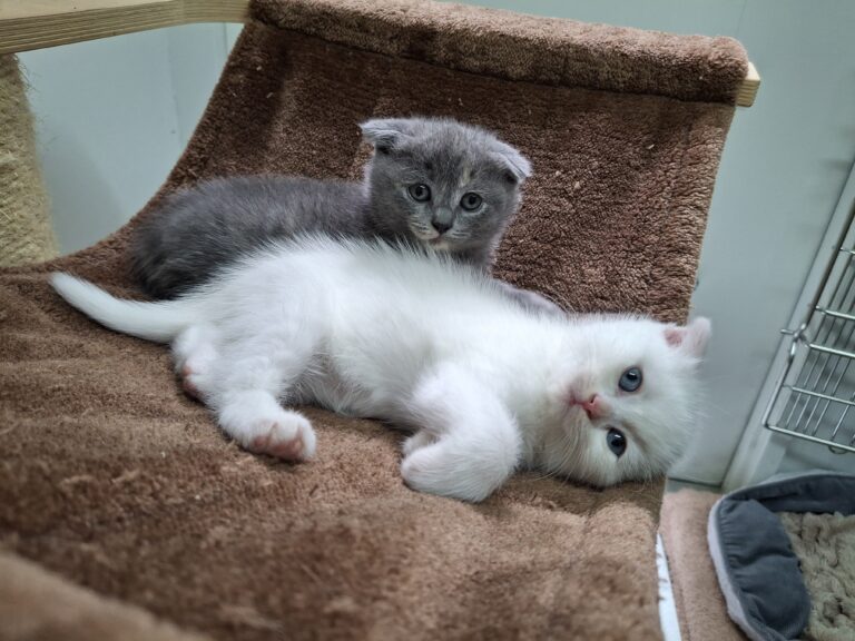 Opfer von Qualzucht Faltohr-Kitten 2 ©OeTV Bea Romstorfer
