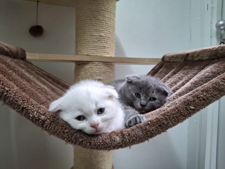 Opfer von Qualzucht Faltohr-kitten ©OeTV Bea Romstorfer