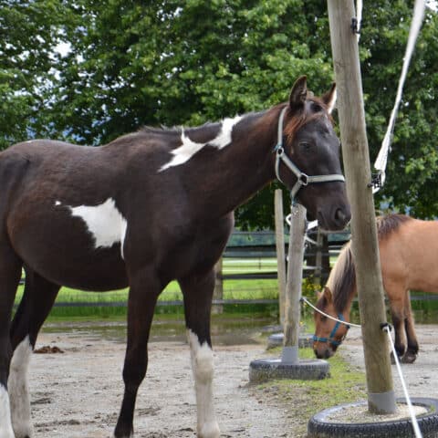 Österreichischer Tierschutzverein - Tiervermittlung: der frech, fröhliche Oreo