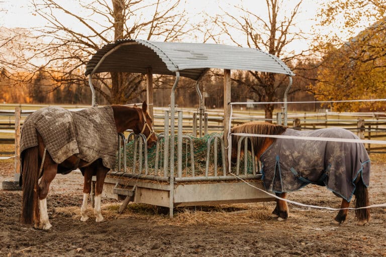 Koppel der Pferdeklappe © Österreichischer Tierschutzverein