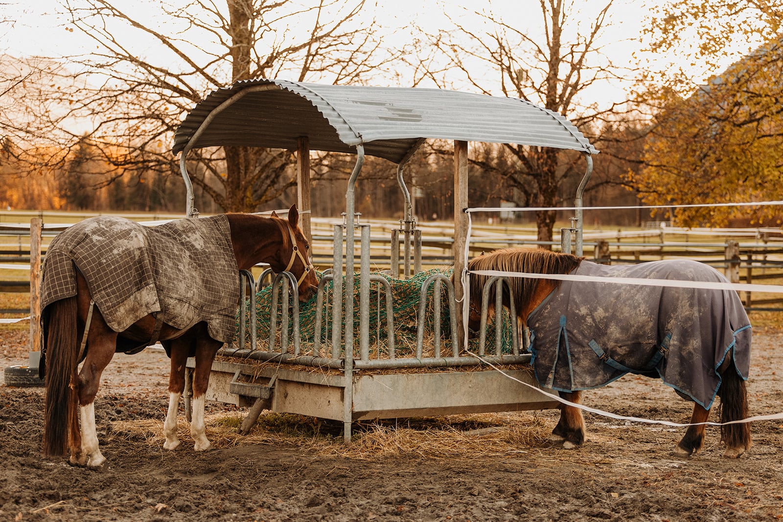 Österreichischer Tierschutzverein PK 105 Österreichischer Tierschutzverein